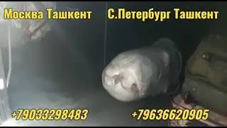 #такси uz.#trans   АВТОБУС РОССИИ УЗБЕКИСТАН #ТАКСИ #БУХОРО #автобус +79033298483