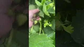 А я люблю клубничку❤️ Гудермес. ЧР…