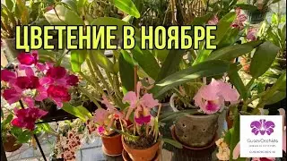 Цветение Орхидей В Ноябре