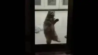 Танцы от кота Бориса/The cat is dancing
