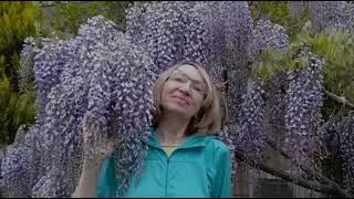 2024 мая Япония Глициния и не только
