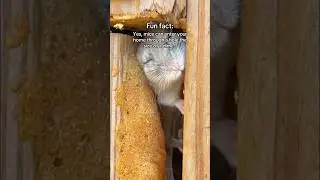 It’s that time of year to mouse proof your home!