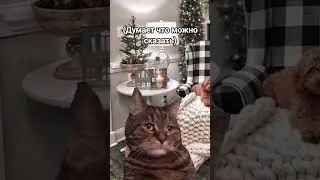 я вернулся с новыми видосиками 🥳!!! #актив #мем #ютуб #cat  #юмор #мемасики #рекомендации 😏👍