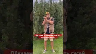 Marathon wind call/how to call a goose? 