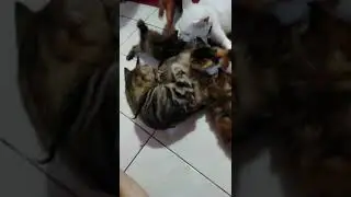 Kucing putih yang manja,bawaan lg hamil 😁😁