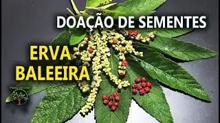 Erva Baleeira Sementes e Mudas no Sitio São Camilo em Juquitiba