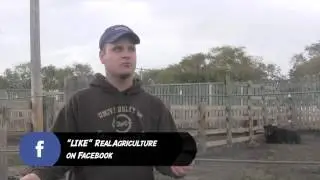 Recognizing Respiratory Distress in Cattle
