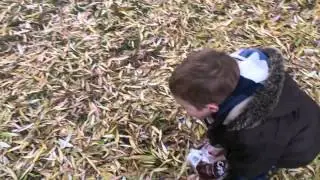 Feeding ducks