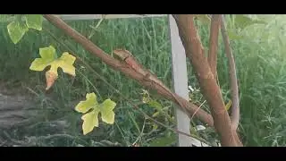 what can you see? this lizard 🦎 really adorable