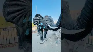 Cute Elephant Crying 😭❤️|