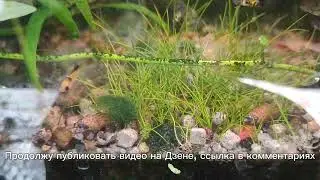 09.08.24. Что я делаю с ряской в аквариуме.