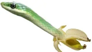 Tutorial Photoshop CS6 - How to combine two pictures (banana snake)