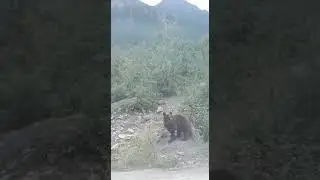 медведи на дороге