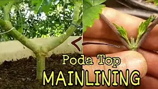 PODA TOP (MAINLINING)