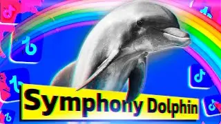 Symphony Dolphin meme. Rainbow Dolphin Jumping Out of the Water