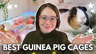Ultimate Guide to Guinea Pig Cages: Sizes, Materials + Setup Tips