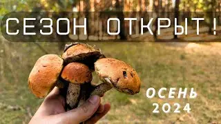 УРА!!! Грибы начались! Осень 2024. Подосиновики, Маслята...