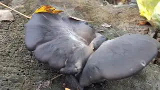 Поездка за грибами 2