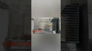 канарейкалар сотувда