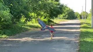Стив деревня, змей запуск2