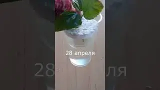 УКОРЕНЕНИЕ черенков в ВОДЕ дает 100% результат!