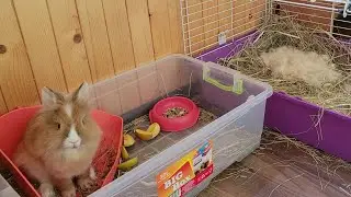 While the little Rabbits are sleeping, Mother Rabbit eats and guards the babies