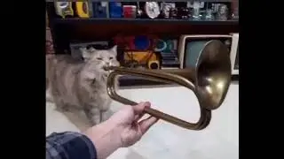Cat plays bunny girl senpai on trumpet