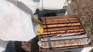 Ana Memesi Yapmış. Oğula Gitmeyecek
