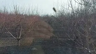 Оприскиваю персика  1% раствором железного купароса.