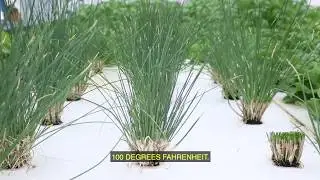 DWC Hydroponic Chives (Cut-And-Come-Again Harvesting)