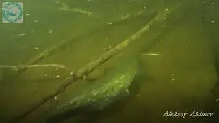 Сомик.