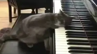 Кот играет на пианино а кошка ему подпевает)