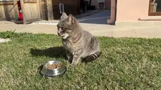 My funny cat eating in the garden - Nice sunny day ☀️🐈