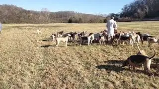 Whipperin during Hound Walking