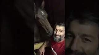 Дуглас вернулся домой. 326 #лошадь  #horse   #pferde   #cheval    حصان# #short   #shorts