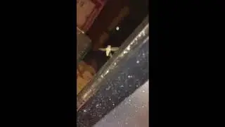 Slow Motion Fly pooping in flight like a bird.