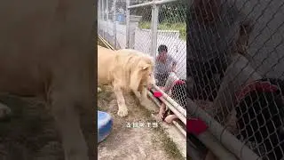 He Put His Hand in a Lion’s Cage… 🦁😱 You Won’t Believe What Happened! 🚨 
