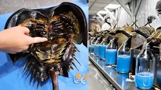 নীল রক্তের দাম ৫০ লক্ষ টাকা-  Blue blooded crab is so expensive-  Pets Paradise