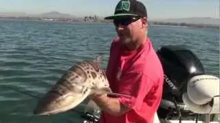 Nice Leopard Shark Fishing San Diego Bay The Reel Brothers Presents