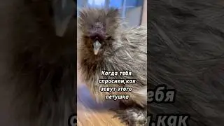 Дымок . Шелковый петушок Сильвер партридж