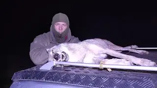WOLF HUNT! The WOLF has reached the HUNTER!