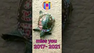 miss you Buddy #missyou #sad #love #ytshorts #turtle #animallover #family