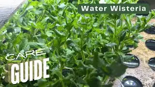 Plant Care Guide: Water Wisteria