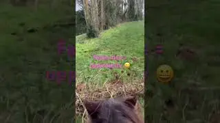 Too much fun stealing the girls pony #shorts #horses #equestrian #shetlandpony #horse