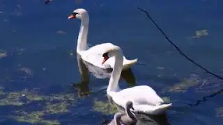 Новото поколение лебеди край водното огледало на р.Арда