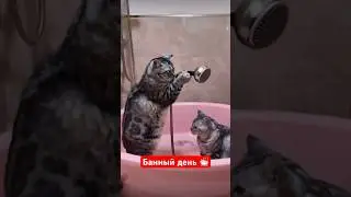 Котики 🐈‍⬛ Банный день - котики купаются #cat #funnycats #cats #юмор #котики #приколыскотами