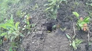 Ящерица в норе 2