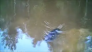 Купание бобра