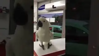 Müşterilere Sinirlenen Kakadu Cinsi Papağan Hiç Durmak Bilmiyor 😊😂