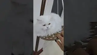 cute, beautiful white  persian cat